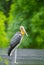 Lesser adjutant stork