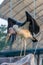 Lesser adjutant stork