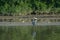 Lesser Adjutant Stork BIrd Leptoptilos javanicus and Little Egret Egretta garzetta stand on sea low tide muddy swamp mangrove