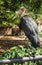 Lesser adjutant stork in Chai nat bird zoo