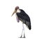 Lesser adjutant stork or Leptoptilos javanicus.