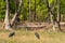 Lesser adjutant stork or Leptoptilos javanicus at bandhavgarh national park or tiger reserve