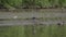 Lesser Adjutant Stork walking in shallow water with mangrove wetland background. Stork bird foraging in low tide of mangrove swamp