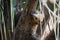 Lesser anteater in tree peeping around branch