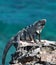 Lesser Antillean Iguana on Isla Mujeres Punta Sur Acantilado del Amanecer - Cliff of the Dawn - near Cancun Mexico