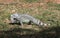 Lesser Antillean Iguana on Martinique