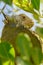 Lesser Antillean Iguana in tropical tree