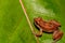 Lesser Antillean Whistling Frog