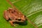 Lesser Antillean Whistling Frog