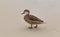 Lesser Bahama Pintail Duck on Sapphire Beach