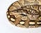 Lesser Ball Python