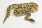 Lesser ball python regius on white background