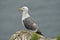 Lesser Black-backed Gull