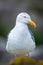 Lesser Black-Backed Gull