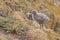 Lesser black-backed gull chick