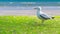 Lesser black-backed gull isolated on lawn near seaside