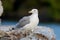 Lesser black-backed gull Larus fuscus