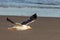 Lesser black-backed gull (Larus fuscus