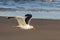 Lesser black-backed gull (Larus fuscus