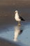 Lesser black-backed gull (Larus fuscus