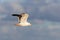 Lesser black-backed gull (Larus fuscus