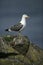 Lesser black-backed gull, Larus fuscus