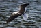 Lesser Black-backed Gull - Larus fuscus