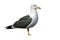 Lesser black-backed gull, Larus fuscus