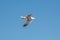 Lesser black-backed gull Larus fuscus in flight against sky background