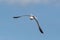 Lesser black-backed gull Larus fuscusin flight against sky bac