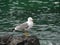 A lesser black-backed gull on a rock