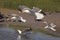 Lesser Black-backed Gulls