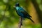 Lesser Blue-eared Glossy-starling