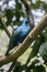 The lesser blue-eared starling