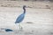 Lesser Blue Heron walking in sand