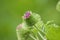 Lesser burdock ready to bloom with green blurry background