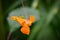 Lesser Bush Katydid Sitting On Orange Jewelweed