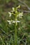 Lesser Butterfly Orchid