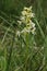 Lesser Butterfly Orchid