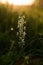 Lesser Butterfly-orchid. Platanthera bifolia