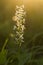 Lesser Butterfly-orchid. Platanthera bifolia