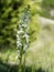 Lesser Butterfly Orchid - Platanthera bifolia