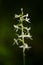 Lesser Butterfly Orchid Platanthera bifolia