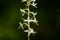 Lesser Butterfly Orchid Platanthera bifolia