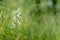 Lesser butterfly-orchid Platanthera bifolia in grass