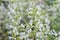 Lesser calamint Clinopodium nepeta White cloud, with white flowers