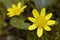 Lesser Celandine