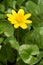 Lesser Celandine - Ficaria verna