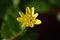 Lesser celandine (Ficaria verna)