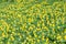 Lesser celandine, Ficaria verna, yellow flowering plants
